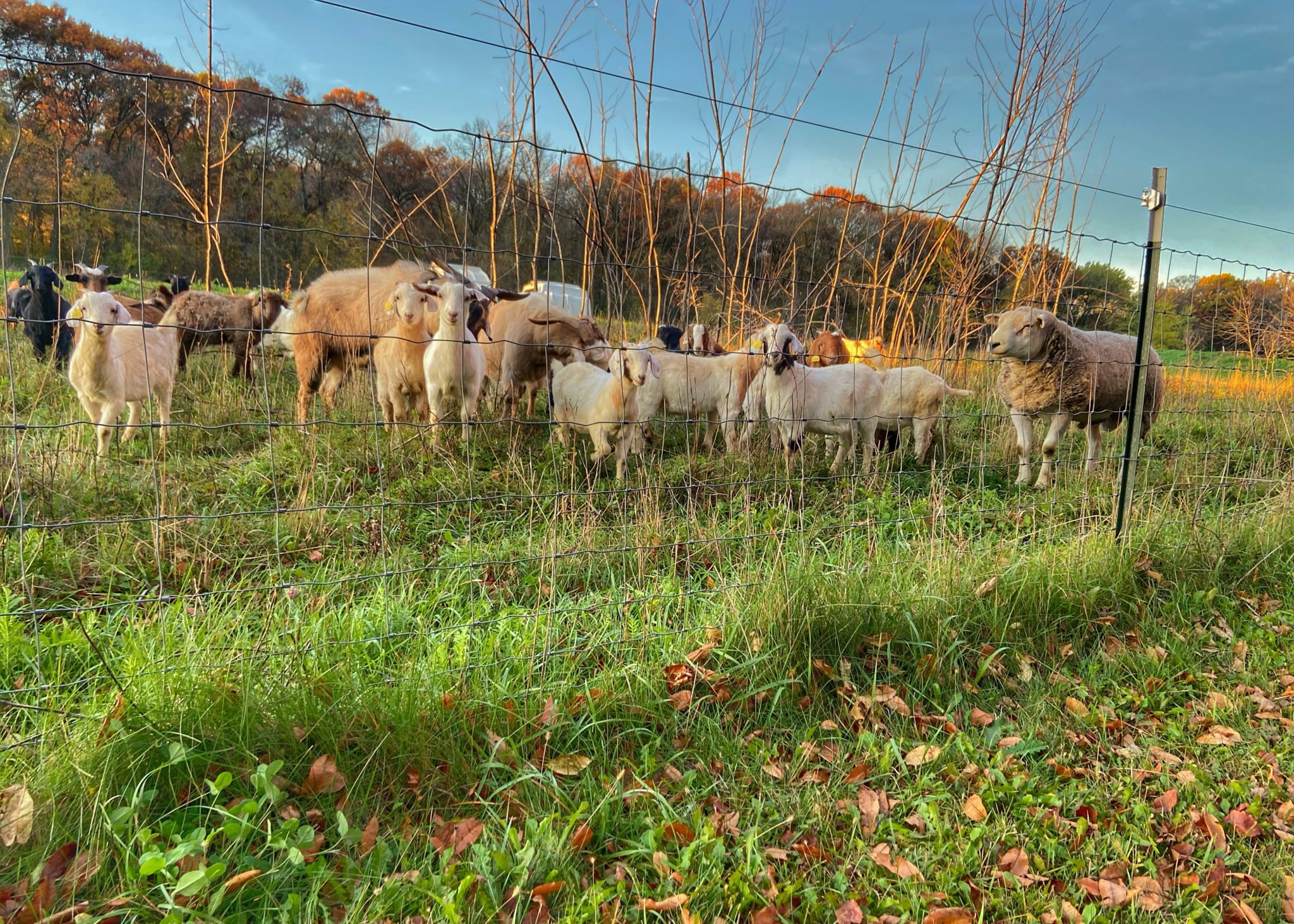 Goat fencing requirements and options Grazing with Leslie