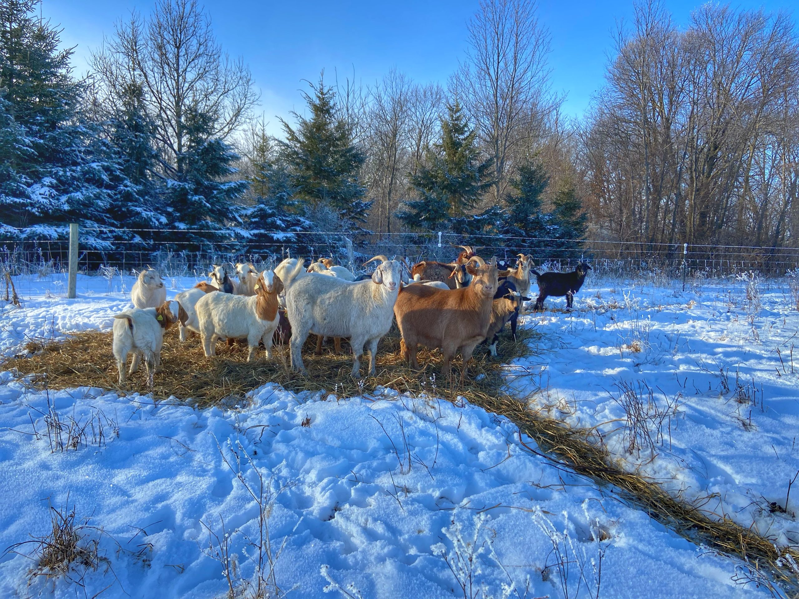 goats in the winter