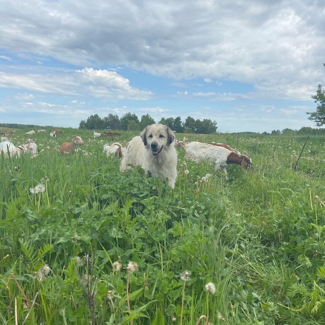 livestock guardian dog with goats on pasture