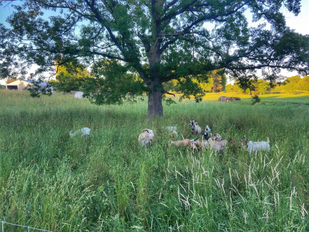 goats grazing in a pasture under a tree