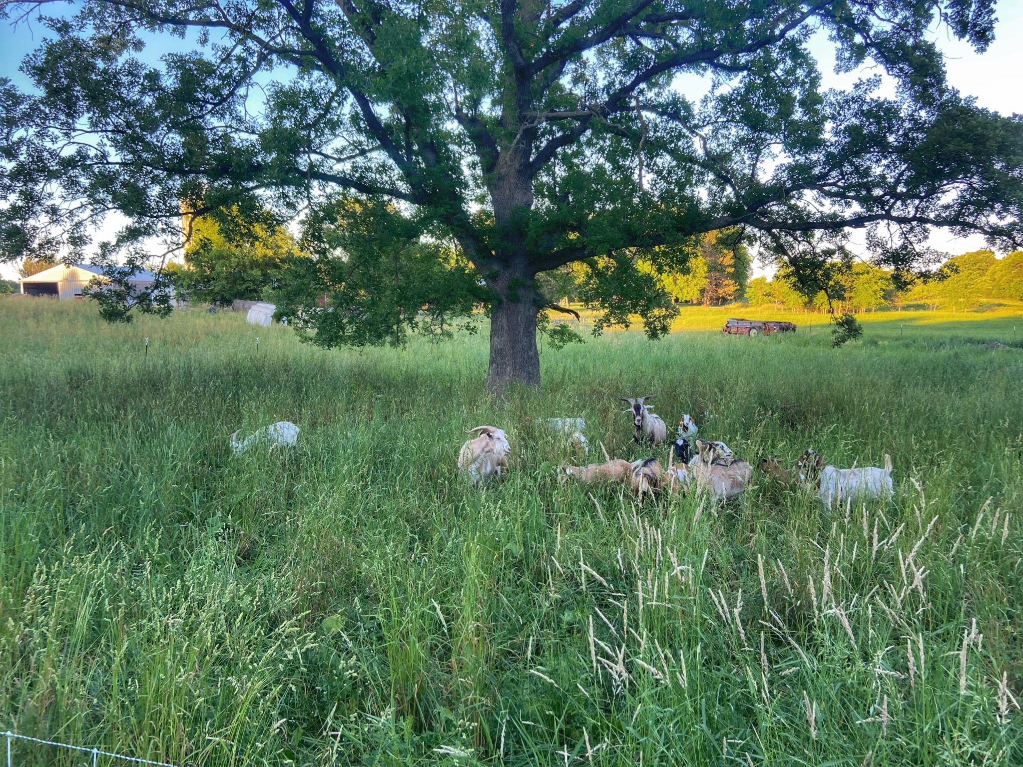 All About Goat Pasture - Grazing with Leslie