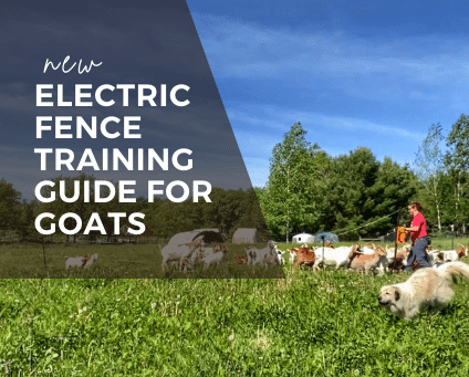 electric fence training for goats