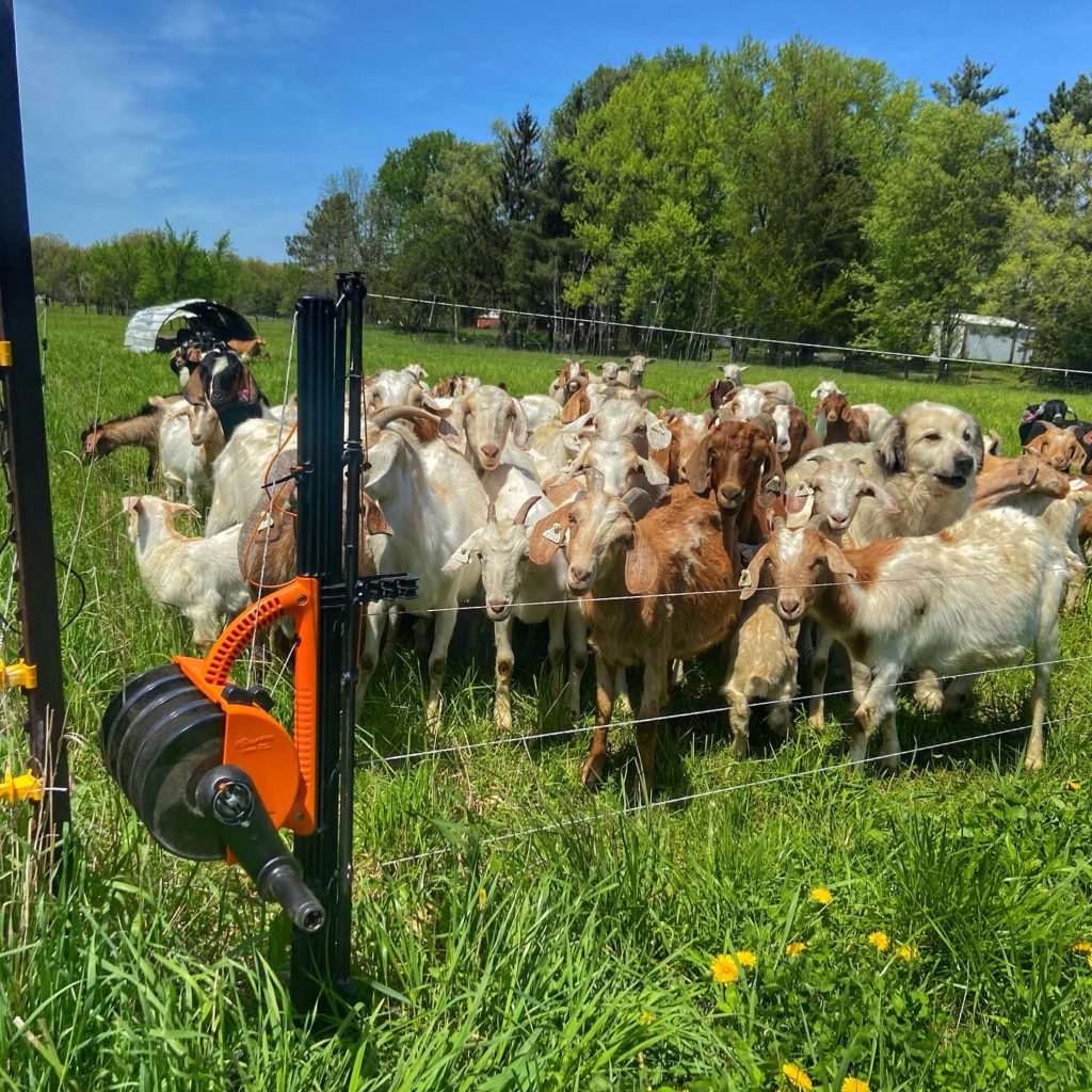 How to keep goats in a fence Grazing with Leslie