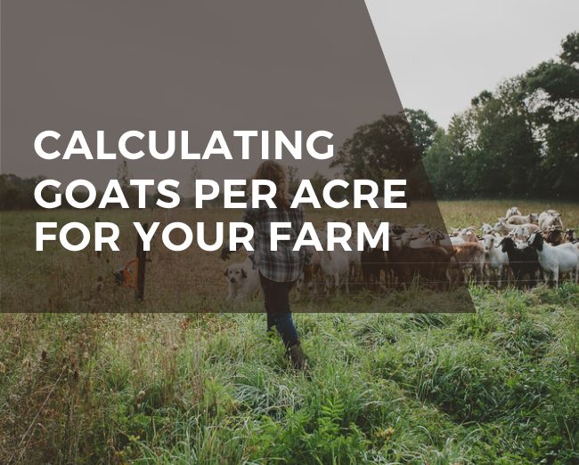 calculating goats per acre for your farm text over goats in a pasture