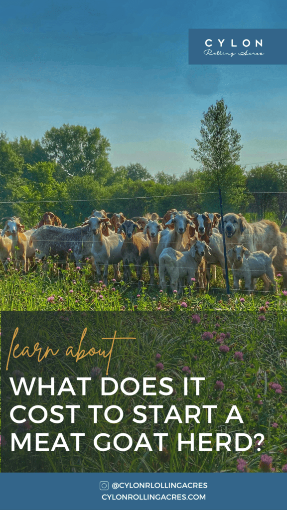 What does it cost to start a meat goat heard