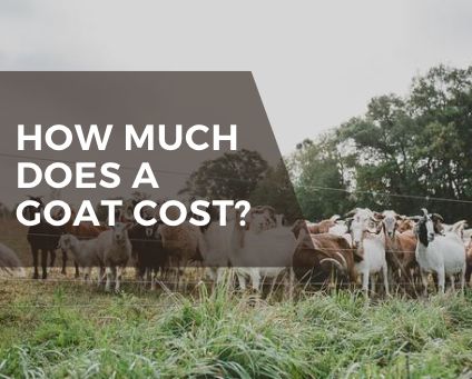 how much does a goat cost? with goats lined up in the background