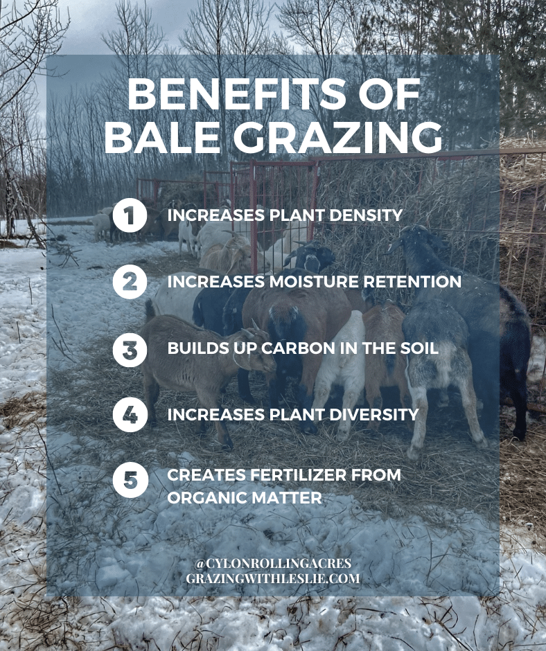 a list of bale grazing benefits over goats eating hay. The list is the same as in the text of the blog