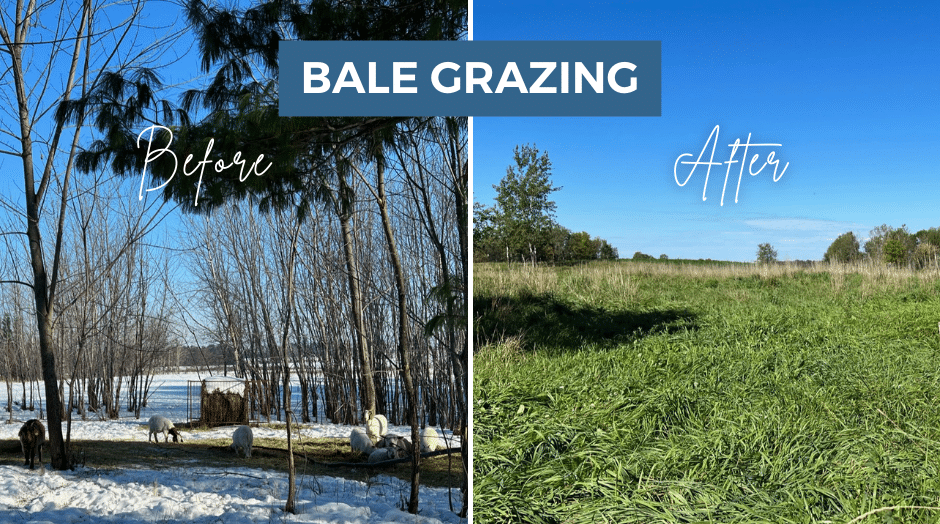 bale grazing before and after