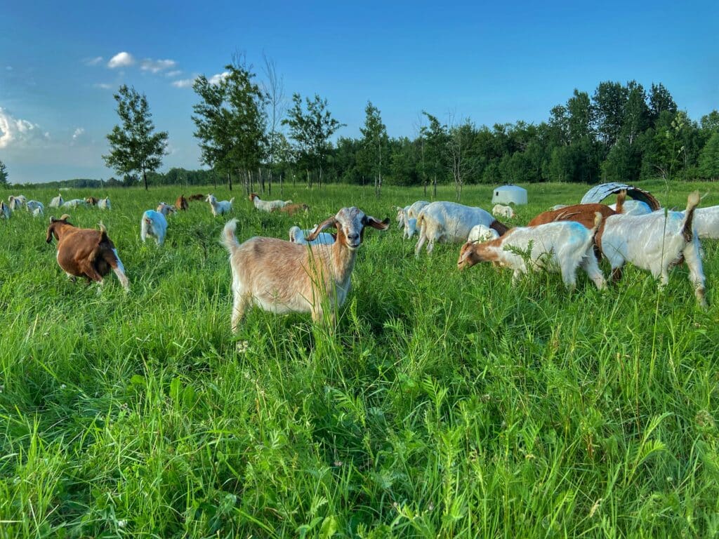 Herd of goats grazing in a field on a sunny day.