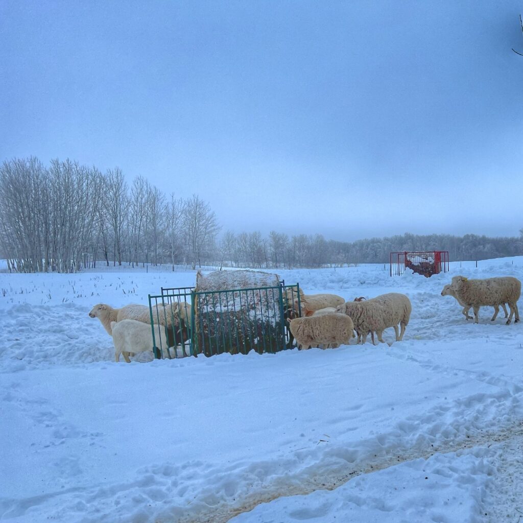 goats and sheep eating a round bale of hay in the pasture with snow