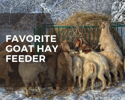 favorite. goat hay feeder text in front of goats eating hay