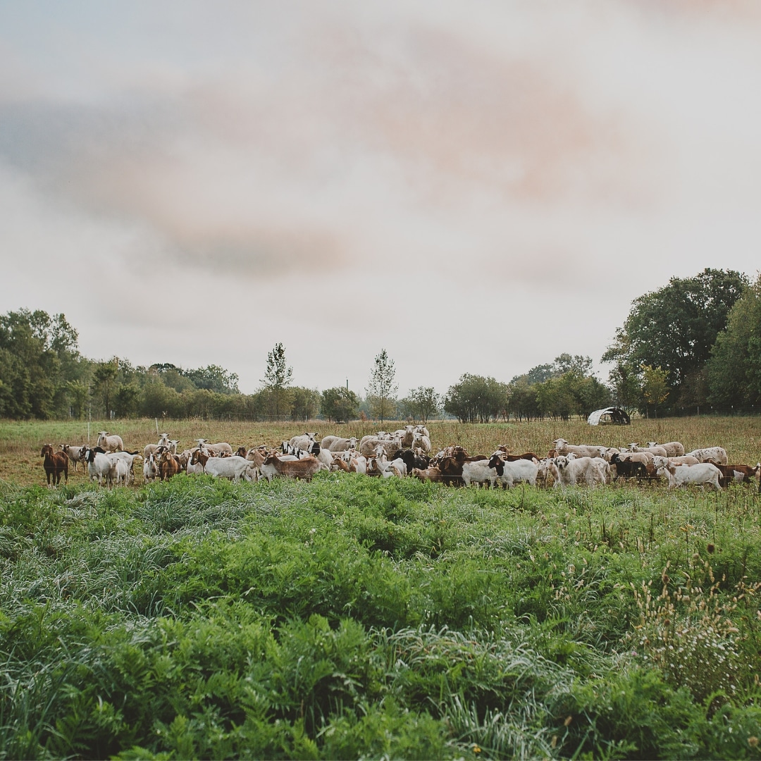 Determining how many goats per acre for your pastures Grazing with Leslie