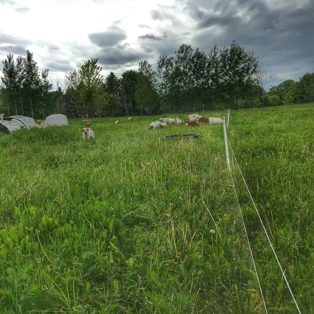 poly wire with goats on pasture