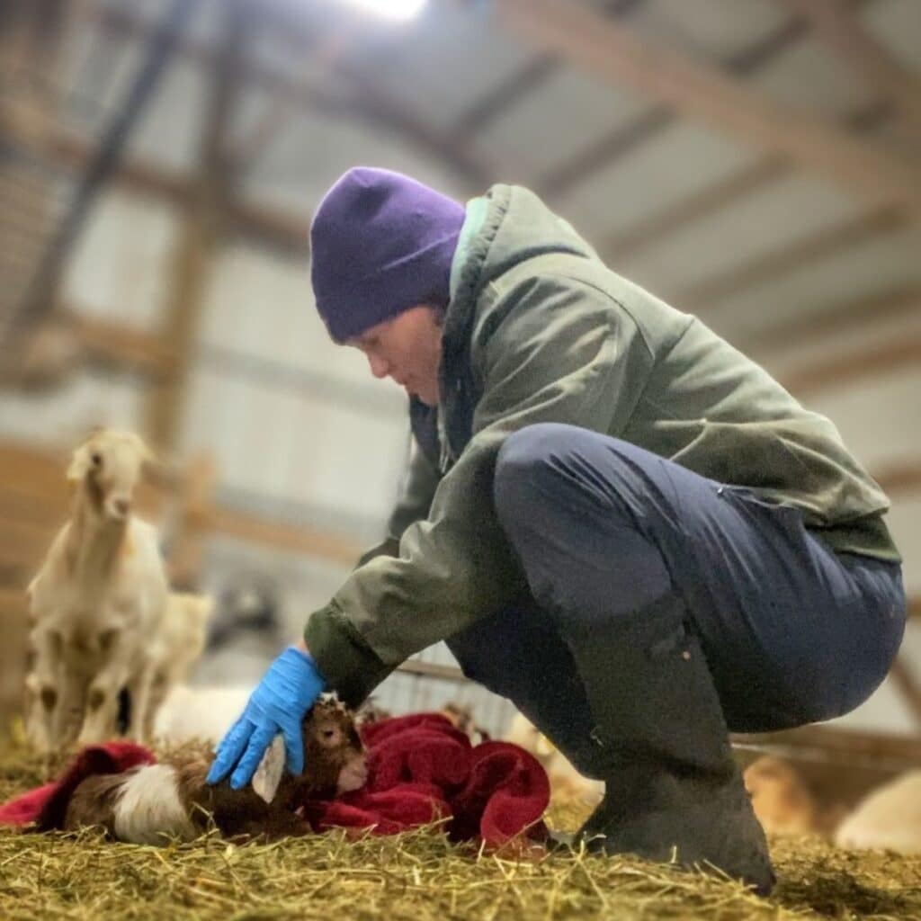 farmer caring for a newborn goat kid