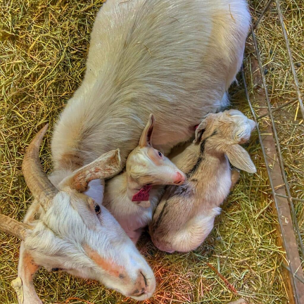 doe with newborn goats