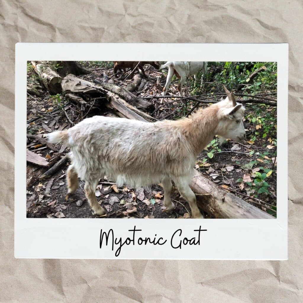 myotonic goat in woods
