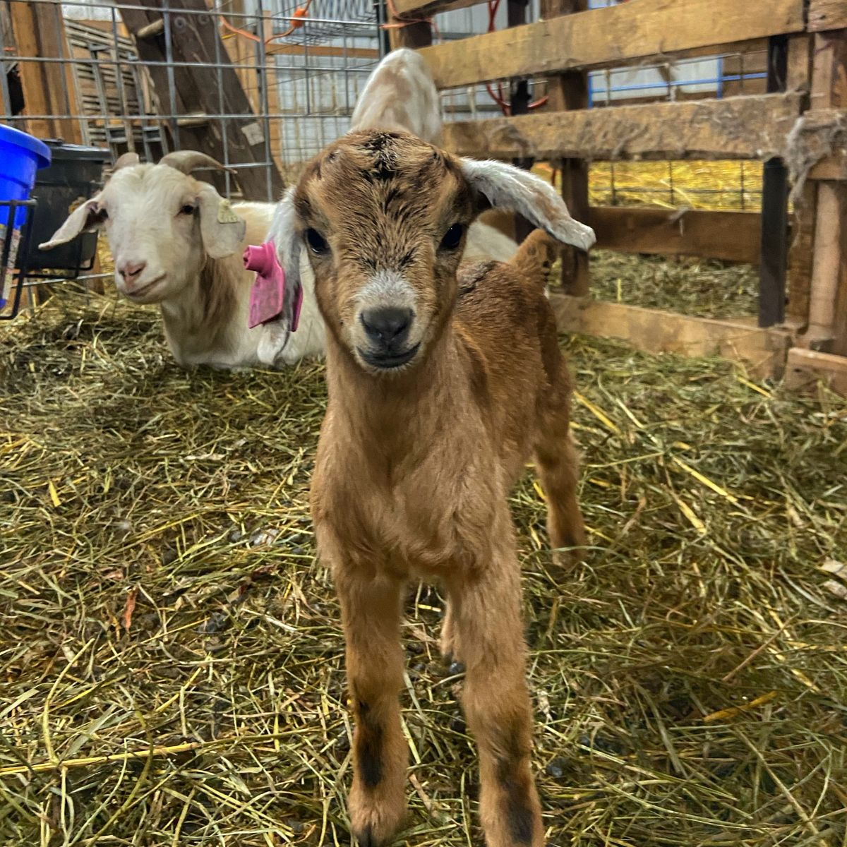 how-to-set-up-goat-kidding-pens-grazing-with-leslie