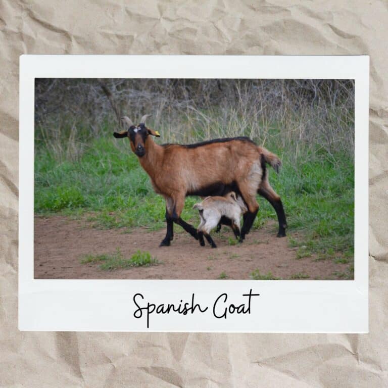 Spanish Goats: The Flavorful Foragers