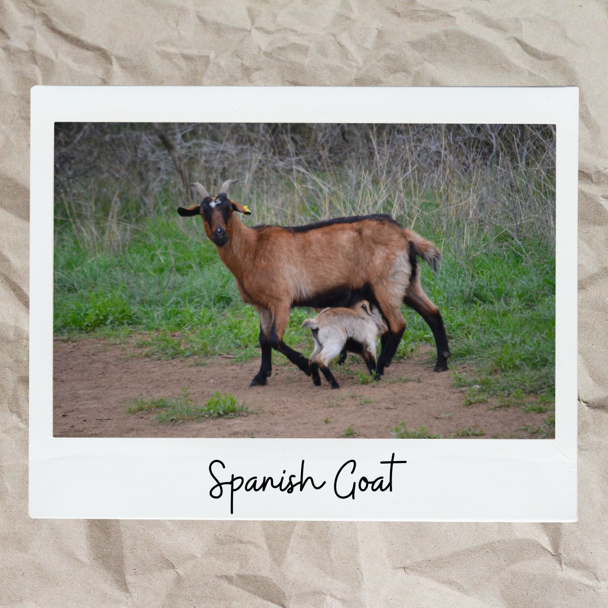 The Top 5 Meat Goat Breeds Grazing with Leslie