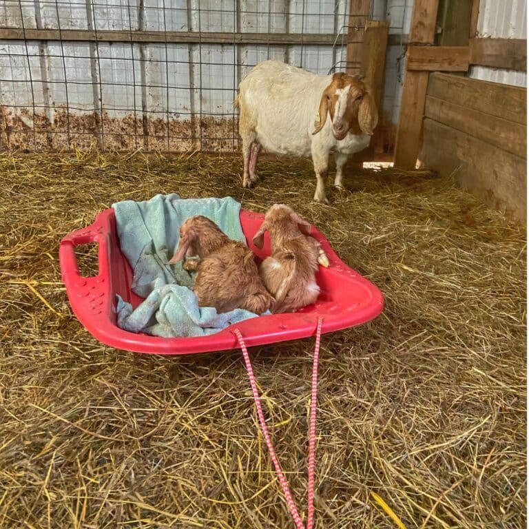 How to set up goat kidding pens - Grazing with Leslie