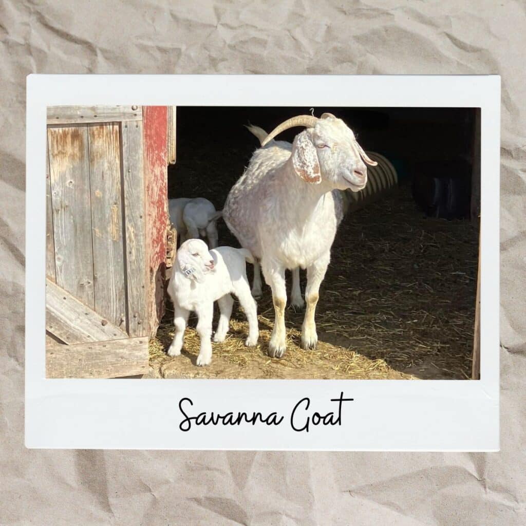 Savanna goat with kid