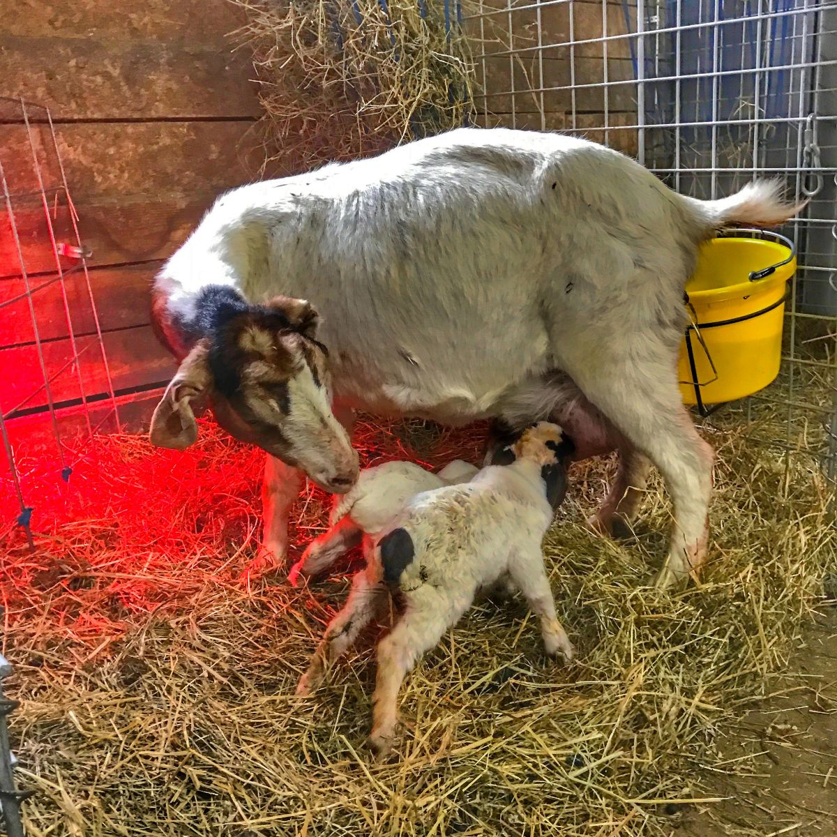 How to set up goat kidding pens - Grazing with Leslie