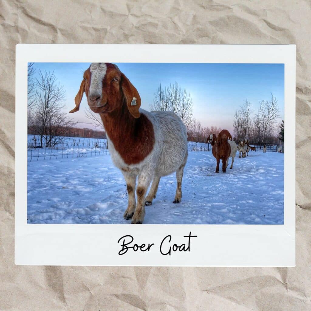 Boer goat in snow