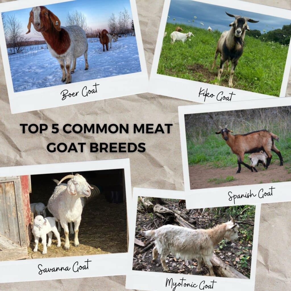 top 5 common meat goat breeds with photos of each breed of goat