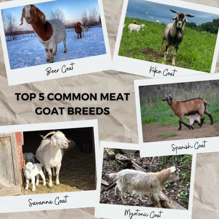 The Top 5 Meat Goat Breeds - Grazing with Leslie