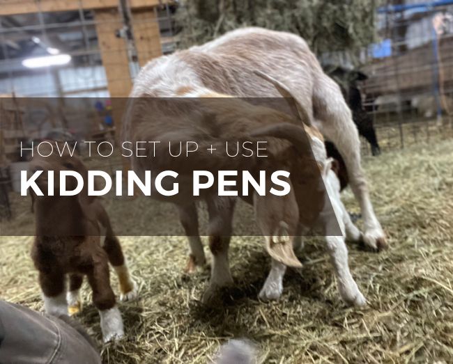 Goats with two kids and text that says how to use and set up kidding pens
