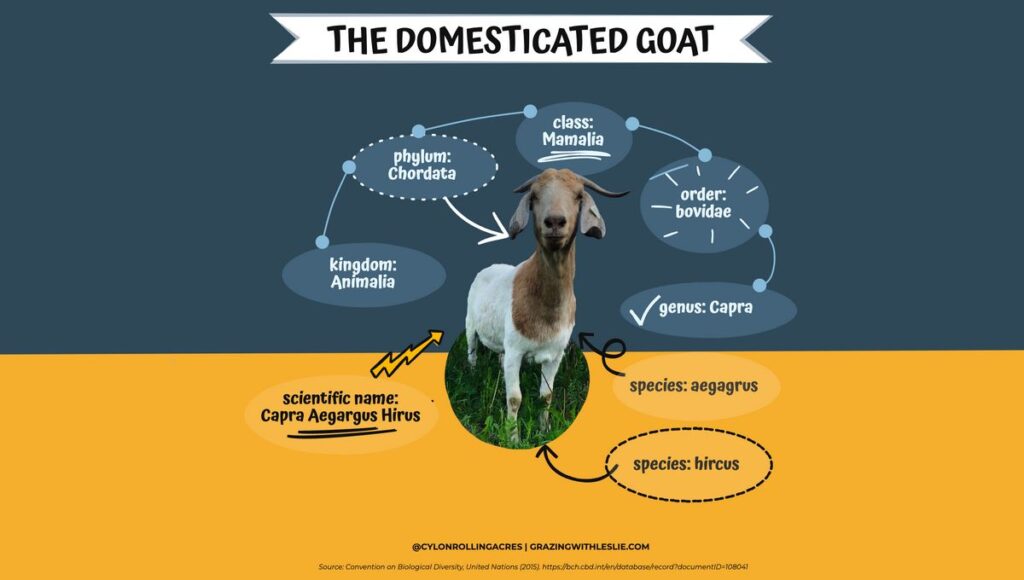 infographic with a goat and details about the scientific name for the domesticaed goat