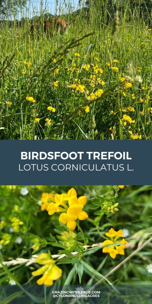 Birdsfoot trefoil in field and up close photos 
