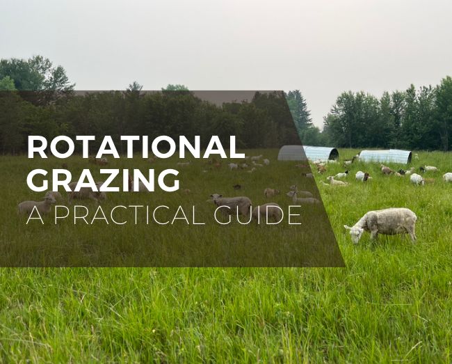 goats and sheep grazing in a field, with the text rotational grazing