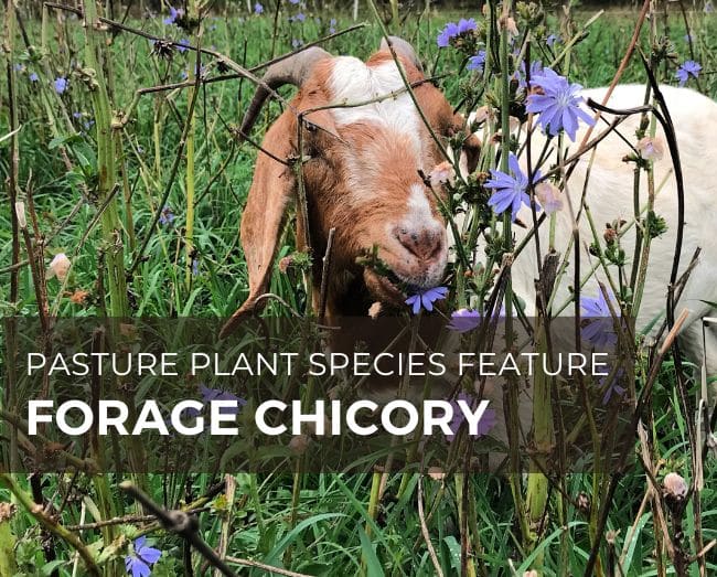 goat eating forage chicory with purple flowers