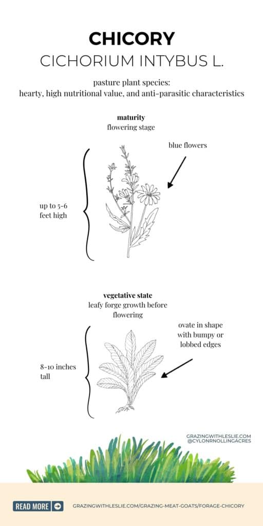 drawing of the parts of the chicory plant