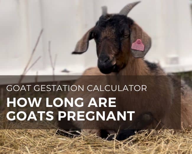 pregnant goat with text how long are goats pregnant