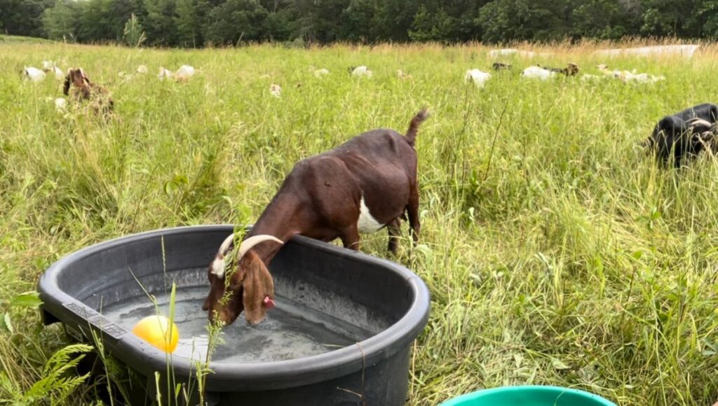goat drinking from water tank