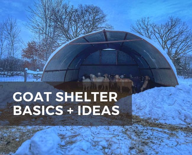goats in a shelter
