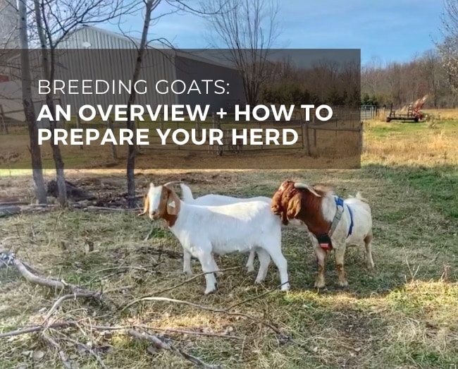 Two boer goats with the text breeding goats