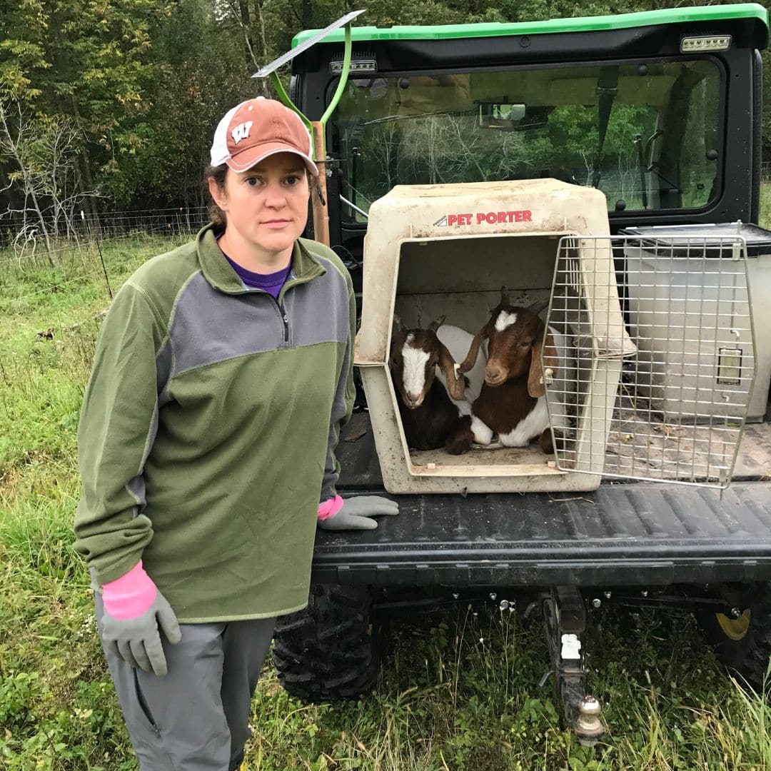 Transporting goats home or to market - Grazing with Leslie