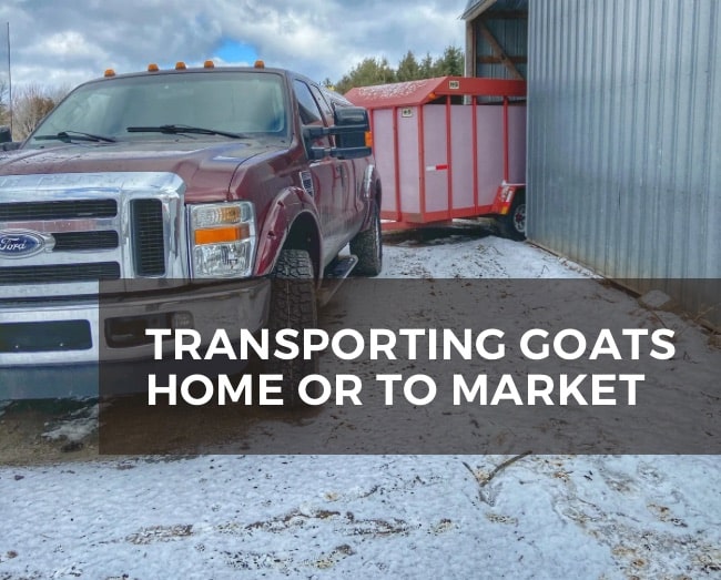 Truck with a goat trailer