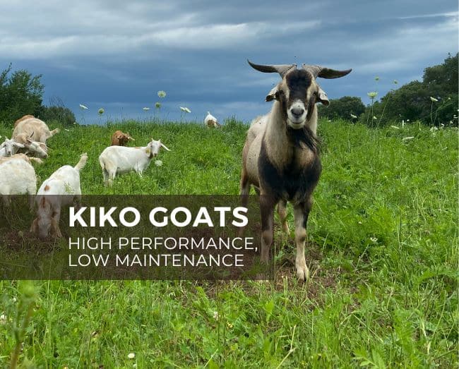 Kiko Goats: high performance, low maintenance breed - Grazing with Leslie