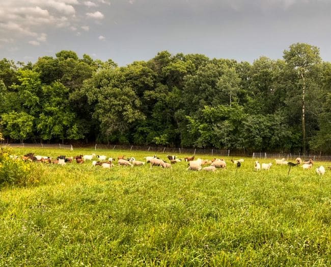 sheep and goats grazing on pasture