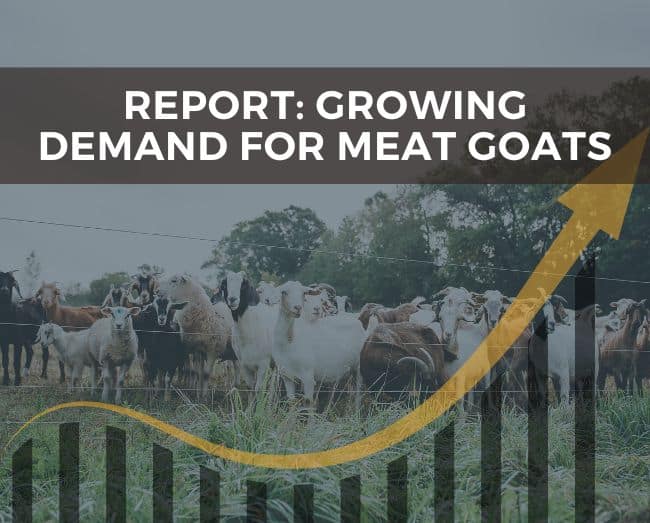 Goats with a market chart overlayed on top, with the text report: growing demand for meat goats