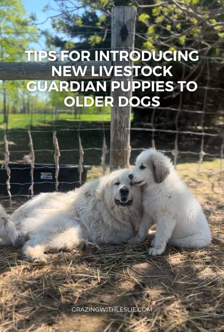 View of How to train livestock guardian dogs - Grazing with Leslie