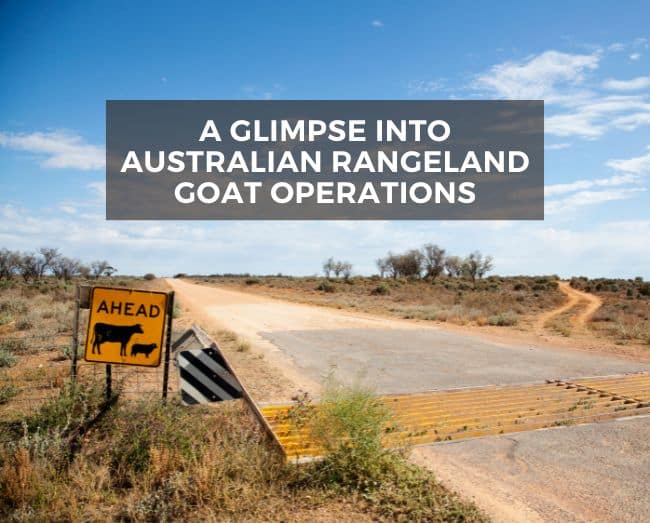 Australian rangeland with road and cattle and sheep crossing sign with text overlay - A glimpse into the Australian Rangeland Goat Operations