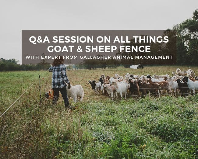 goats grazing on pasture with text /Q&A session on all things goat and sheep fence