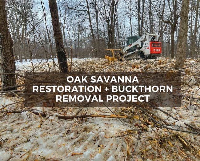 fecon machine in woods with text: oak savanna restoration and buckthorn removal project
