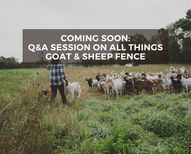 text: coming soon QA session on all things goat and sheep fence over goats in a pasture