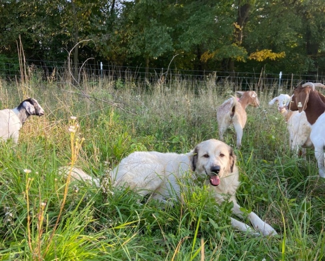 Livestock guardian dog sitting in pasture with goats
